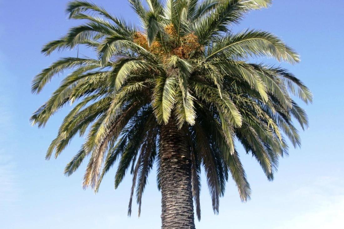 Golden Palms Motel Geelong Extérieur photo